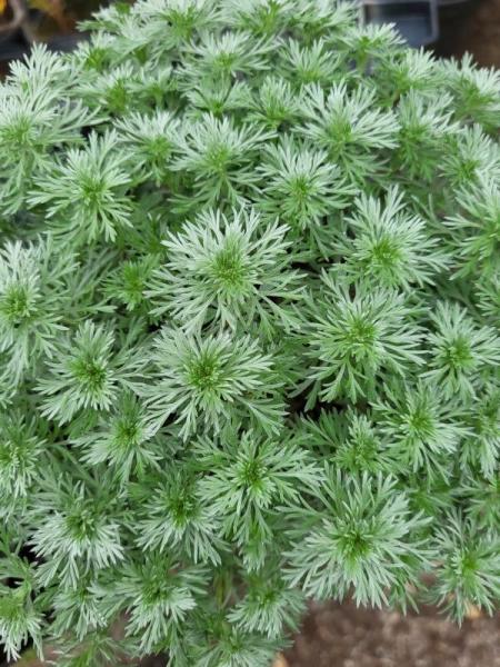 Raute, Glänzende Edel- (Pflanze)